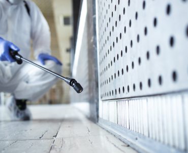 pourquoi contacter deratiseur peronne invasion rongeurs